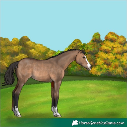 Horse Color:Brown Dun Rabicano 