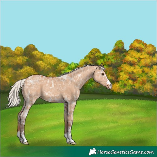Horse Color:Silver Bay Ice Dun 