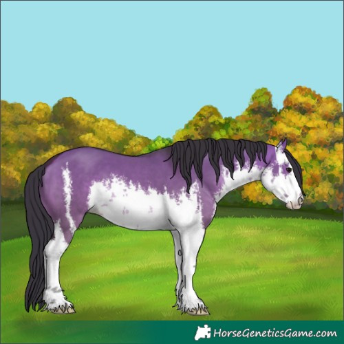 Horse Color:White Spotted Brown Dun 