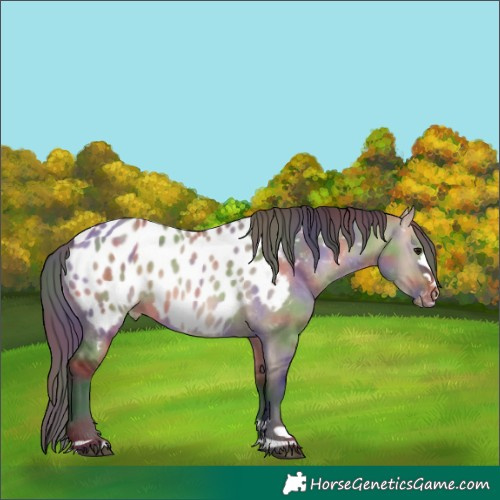 Horse Color:Nacre Bay Dun Near Leopard 