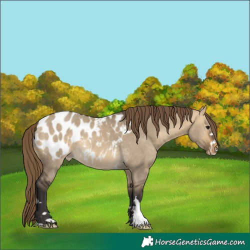 Horse Color:Buckskin Dun Appaloosa 