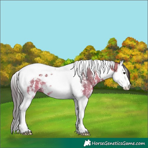 Horse Color:Bay Sabino Splash Tobiano 
