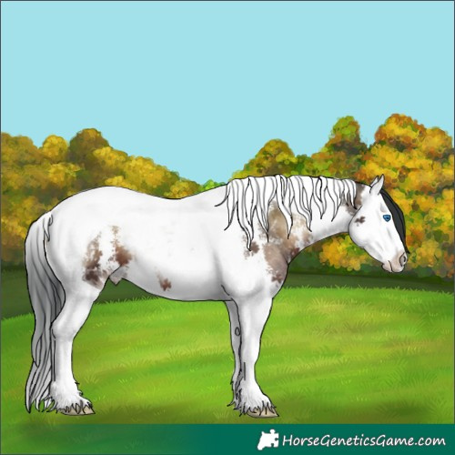 Horse Color:Bay Onyx Sabino Splash Tobiano 