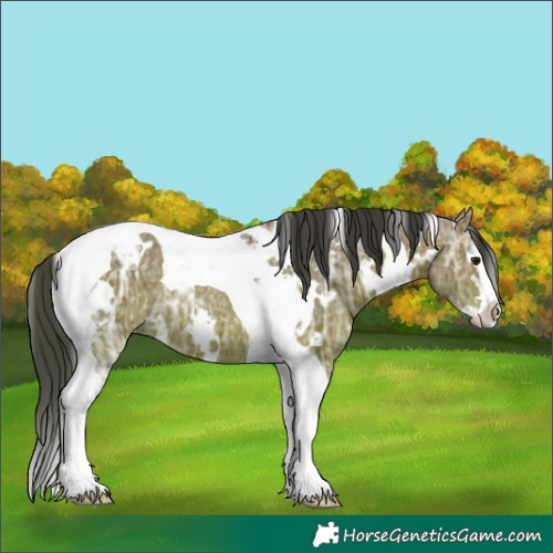 Horse Color:White Spotted Bay Ice Splash Tobiano Rabicano 