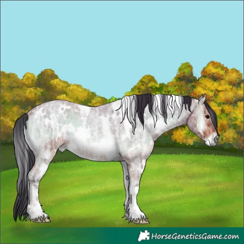 Horse Color:White Spotted Bay Ice Roan Onyx Rabicano 
