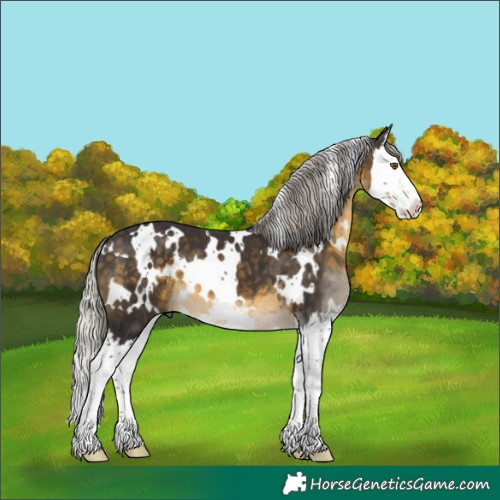 Horse Color:White Spotted Silver Buckskin Splash 