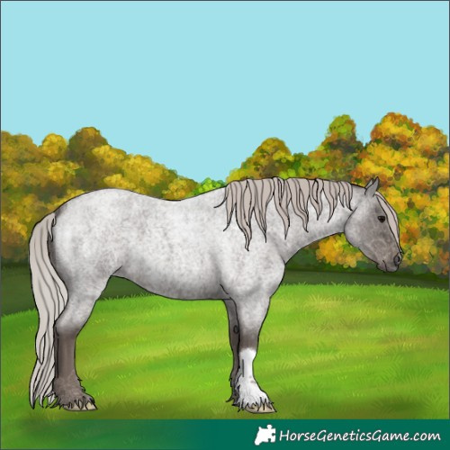 Horse Color:Silver Blue Roan 