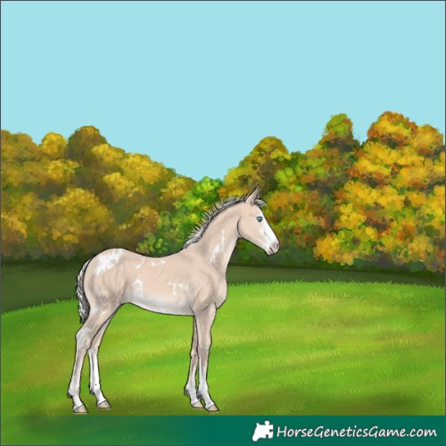 Horse Color:White Spotted Silver Perlino Sabino 