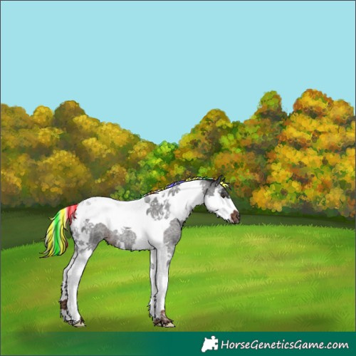 Horse Color:Painted Liver Red Roan Splash Tobiano 