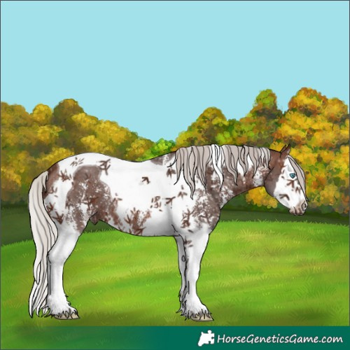 Horse Color:Silver Brown Sabino Splash Tobiano 