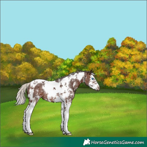 Horse Color:Silver Brown Sabino Splash Tobiano 
