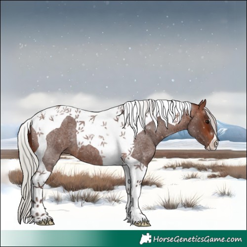 Horse Color:Silver Brown Roan Tobiano 