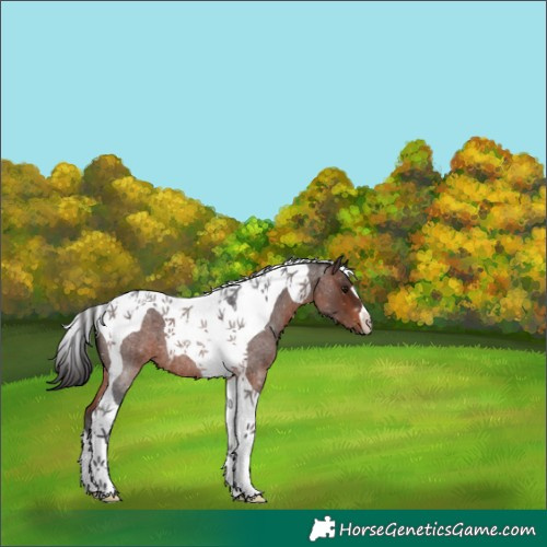 Horse Color:Brown Roan Tobiano 