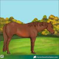 Horse Color:Chestnut 