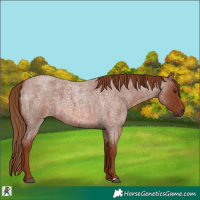 Horse Color:Red Roan 