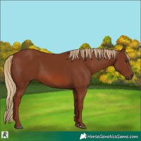 Horse Color:Chestnut 