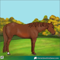 Horse Color:Chestnut 