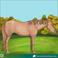 Horse Color:Gold Champagne 