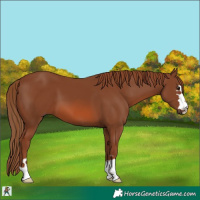 Horse Color:Chestnut 