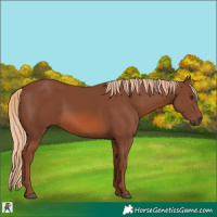 Horse Color:Chestnut 