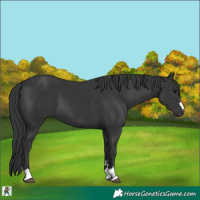 Horse Color:Black 