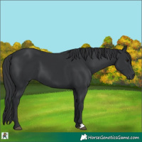 Horse Color:Black 