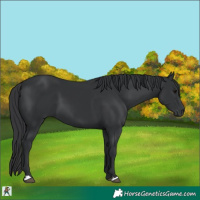 Horse Color:Black 