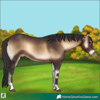 Horse Color:Bay Onyx 