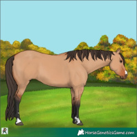 Horse Color:Bay Dun 