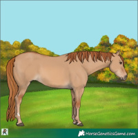 Horse Color:Red Dun 