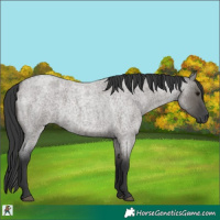 Horse Color:Grullo Roan