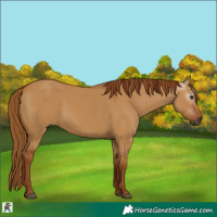Horse Color:Gray Red Dun 