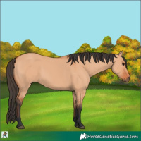Horse Color:Bay Dun