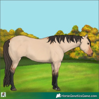 Horse Color:Bay Dun