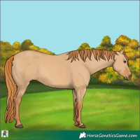 Horse Color:Red Dun 