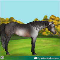 Horse Color:Gray Bay 