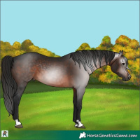 Horse Color:Gray Bay 