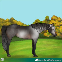 Horse Color:Gray Bay 