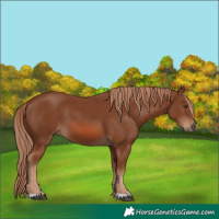 Horse Color:Chestnut 