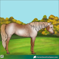 Horse Color:Gray Chestnut 