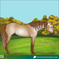 Horse Color:Gray Red Dun