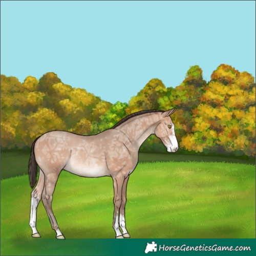 Horse Color:Amber Champagne Ice Sabino Rabicano 