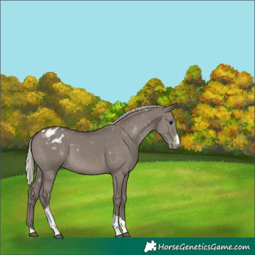 Horse Color:Silver Grullo Sabino Tobiano Blanket Rabicano 