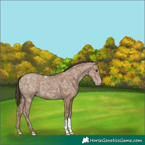 Horse Color:Classic Champagne Ice Tobiano Rabicano 
