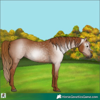 Horse Color:Gray Chestnut 