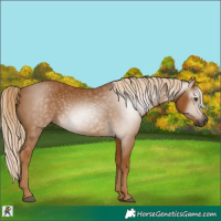 Horse Color:Gray Palomino