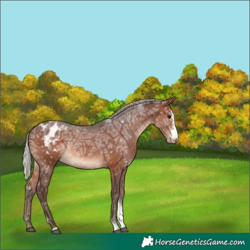 Horse Color:Silver Brown Ice Sabino Blanket Rabicano 