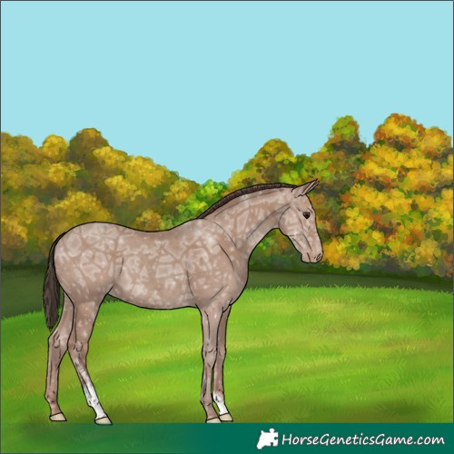 Horse Color:Classic Champagne Ice Sabino Varnish Rabicano 