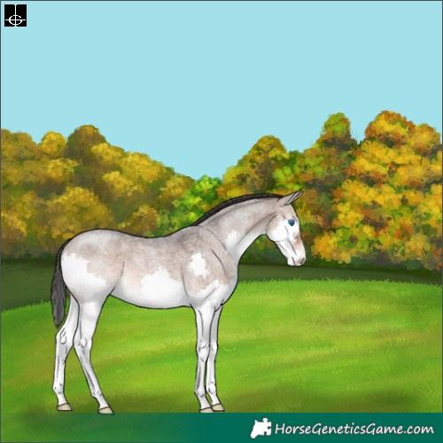 Horse Color:Brown Roan Dun Splash 