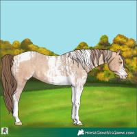 Horse Color:Amber Champagne Sabino Tobiano Appaloosa and Amber Champagne Sabino Tobiano Appaloosa